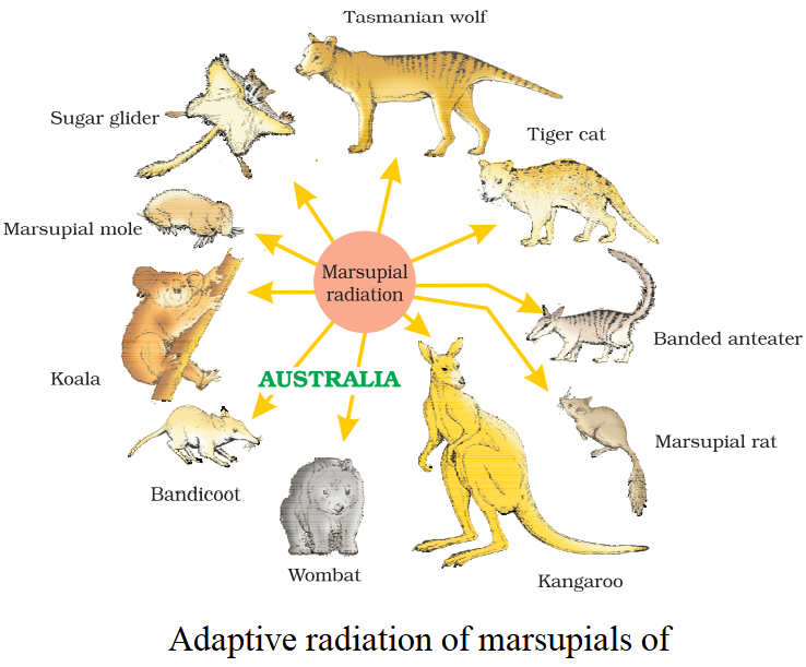 NCERT Solution Class 12 Biology Chapter 7 Evolution – Class 12 Biology Chapter 7