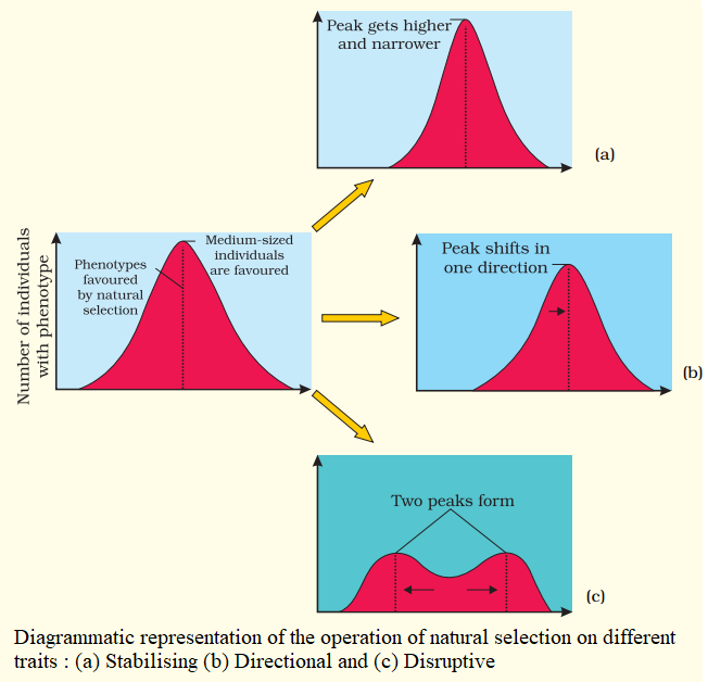 NCERT Solution Class 12 Biology Chapter 7 Evolution – Class 12 Biology Chapter 7