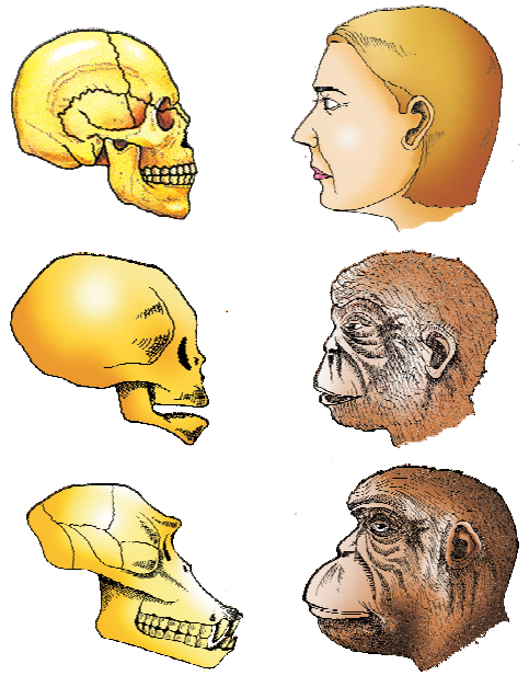 NCERT Solution Class 12 Biology Chapter 7 Evolution – Class 12 Biology Chapter 7