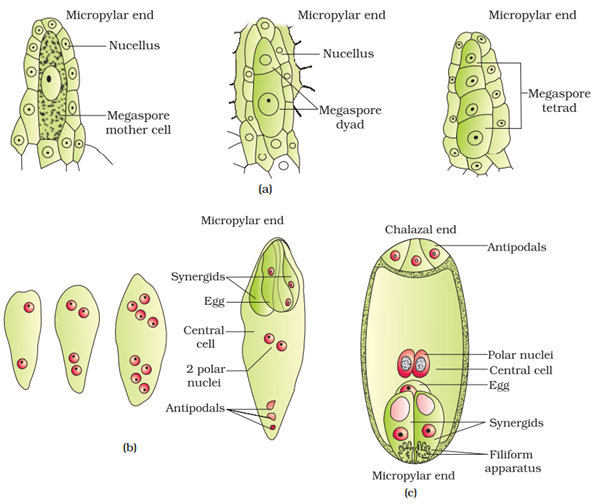NCERT Solution Class 12 Biology Chapter 2 Sexual Reproduction In Flowering Plants – Class 12 Biology Chapter 2