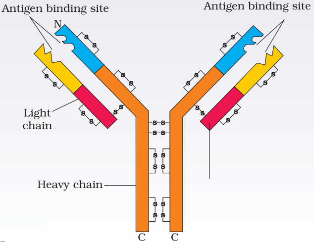 NCERT Solution Class 12 Biology Chapter 8 Human Health and Disease – Class 12 Biology Chapter 8