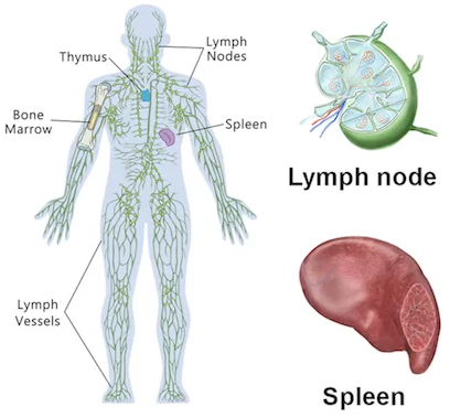 NCERT Solution Class 12 Biology Chapter 8 Human Health and Disease – Class 12 Biology Chapter 8