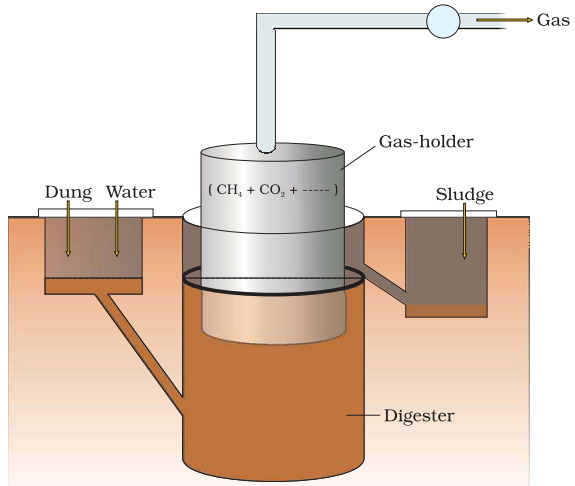 NCERT Solution Class 12 Biology Chapter 10 Microbes in Human Welfare – Class 12 Biology Chapter 10