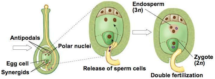 NCERT Solution Class 12 Biology Chapter 2 Sexual Reproduction In Flowering Plants – Class 12 Biology Chapter 2
