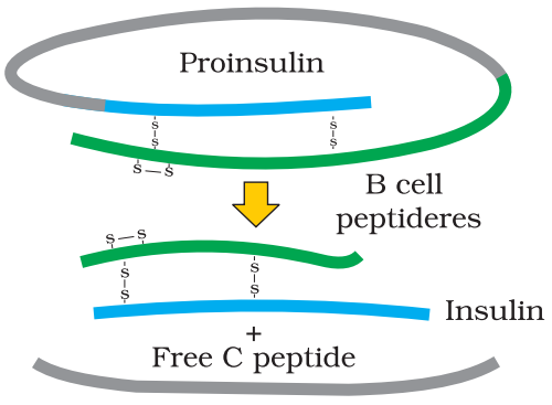 NCERT Solution Class 12 Biology Chapter 12 Biotechnology and its Application – Class 12 Biology Chapter 12